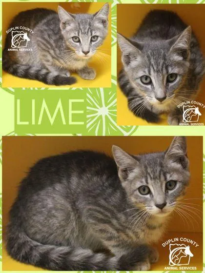 A baby small-sized male Domestic Short Hair cat named Lime for adoption in Kenansville, NC