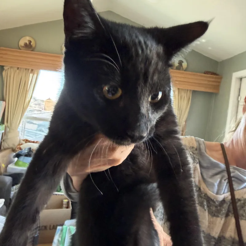 A young medium-sized male Tortoiseshell Domestic Short Hair cat named North Star for adoption in Deming, NM