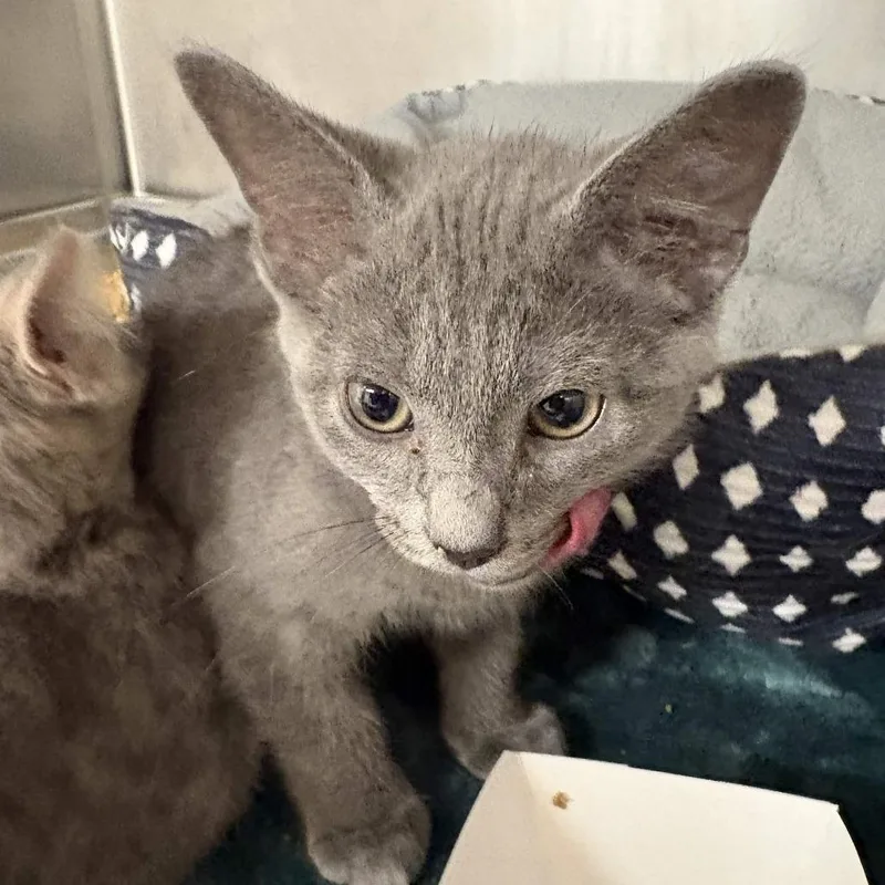 A baby small-sized male Gray / Blue / Silver Domestic Short Hair cat named Des for adoption in Beaumont, TX