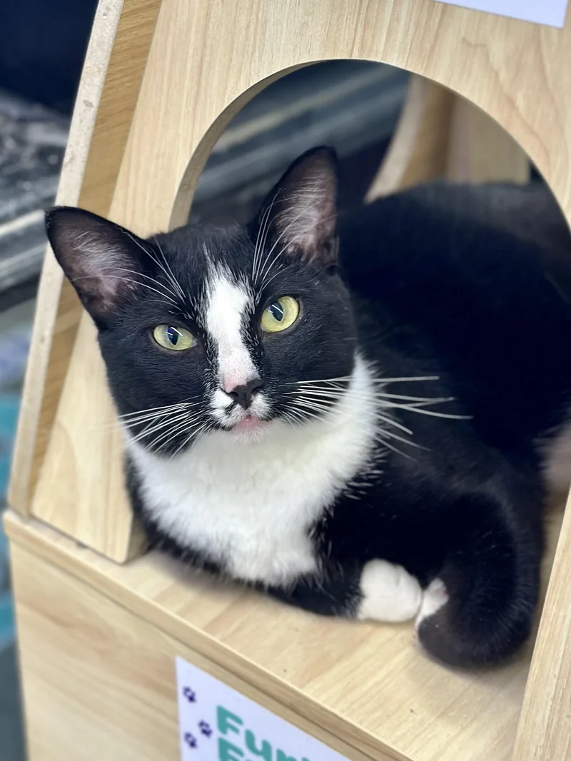 An adult medium-sized male Black & White / Tuxedo Domestic Short Hair cat named Thunder for adoption in Faribault, MN