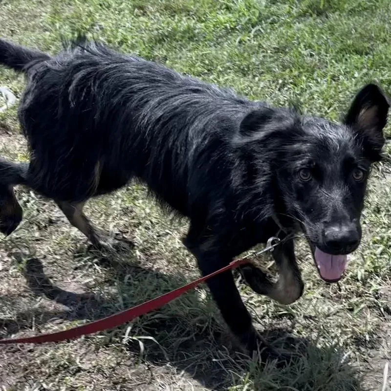 A young medium-sized male Black German Shepherd Dog dog named Drax for adoption in San Jacinto, CA