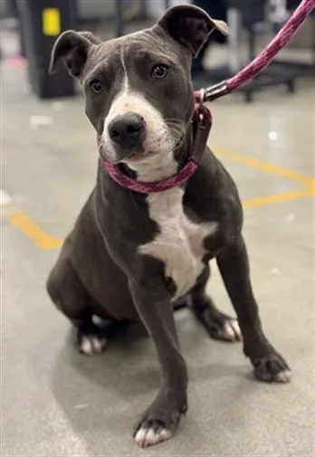 A baby medium-sized female Staffordshire Bull Terrier dog named Applejack for adoption in Houston, TX