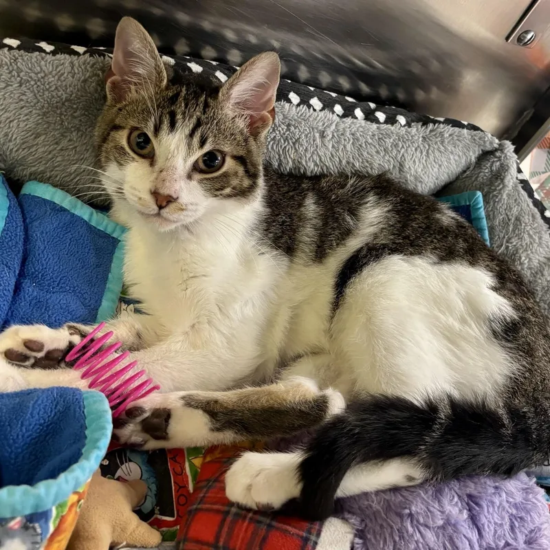 A baby small-sized male Tabby (Brown / Chocolate) Domestic Short Hair cat named Josh for adoption in Dover, DE