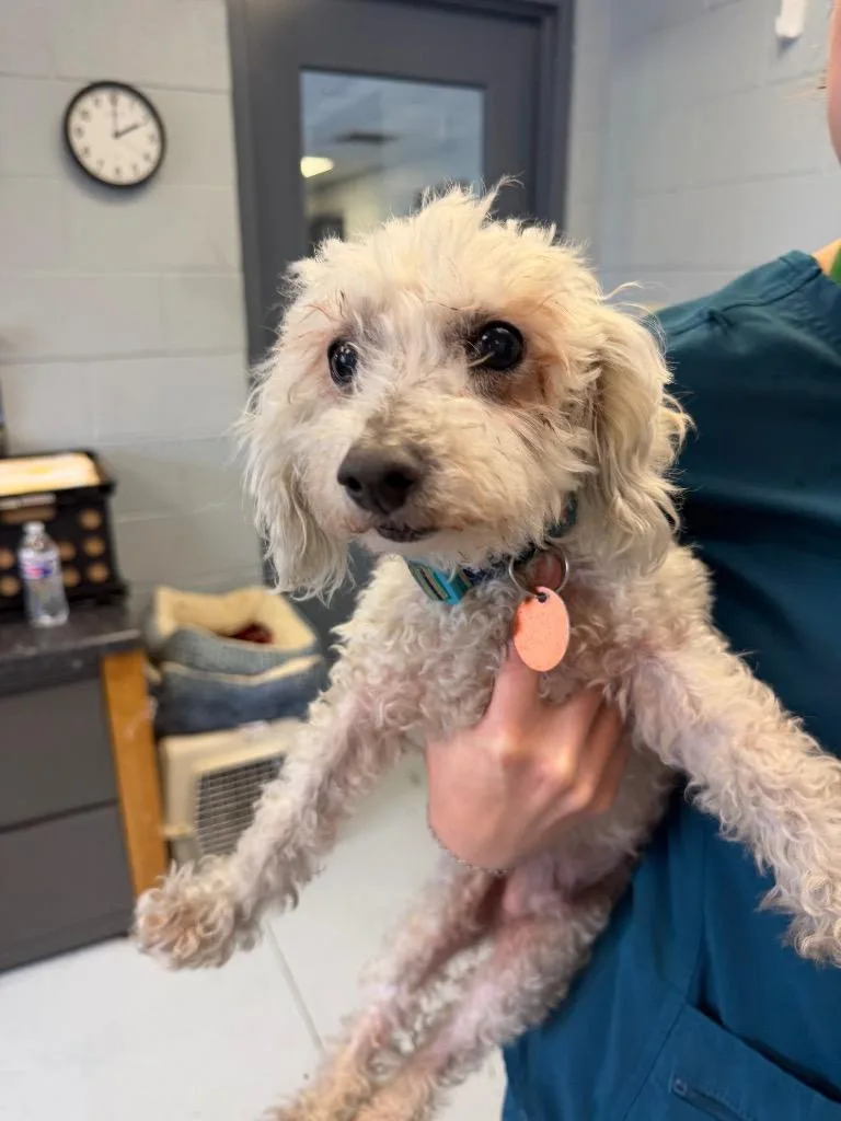 An adult small-sized male Poodle dog named Biggie for adoption in Greenwood, MS