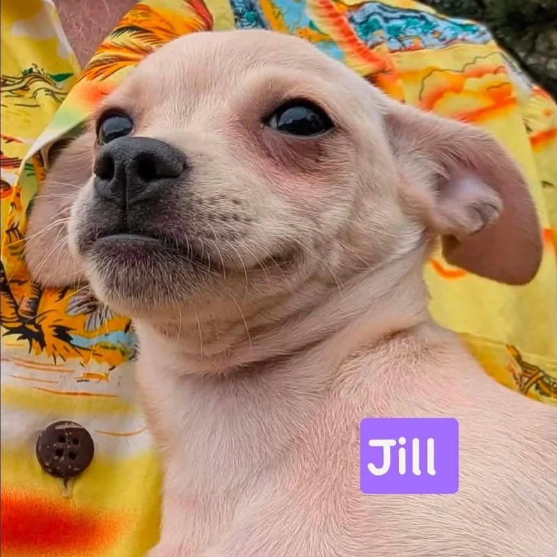Jill