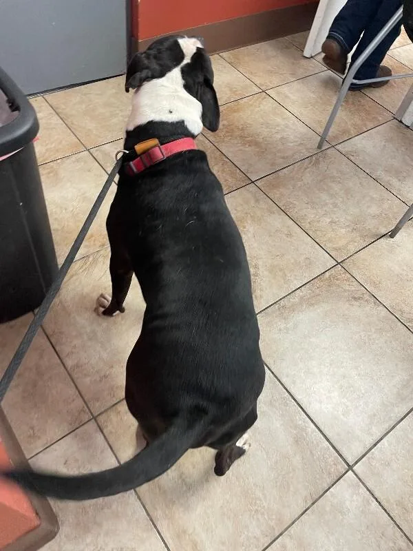 An adult large-sized male Black Mixed Breed dog named Mako for adoption in Cincinnati, OH
