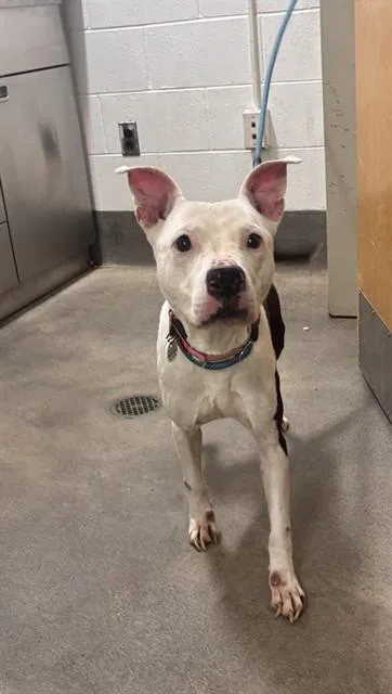 An adult large-sized female Pit Bull Terrier dog named Violet for adoption in Upper Marlboro, MD