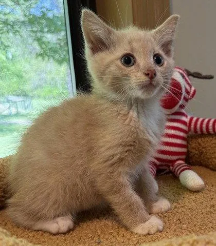 A young small-sized male Domestic Short Hair cat named Cera for adoption in Midland, VA