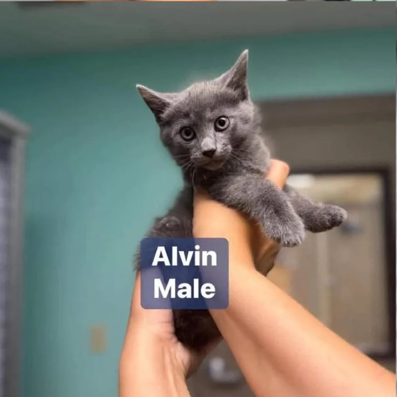 A baby small-sized male Gray / Blue / Silver Domestic Short Hair cat named Alvin In Chestertown  for adoption in Alexandria, VA