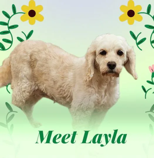 A senior small-sized female Cockapoo dog named Layla for adoption in Blaine, MN