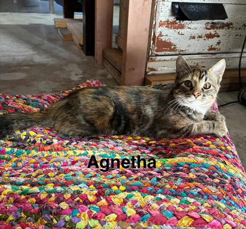 A young small-sized female Calico Dilute Calico cat named Agnetha  Abba Litter for adoption in Sheboygan, WI