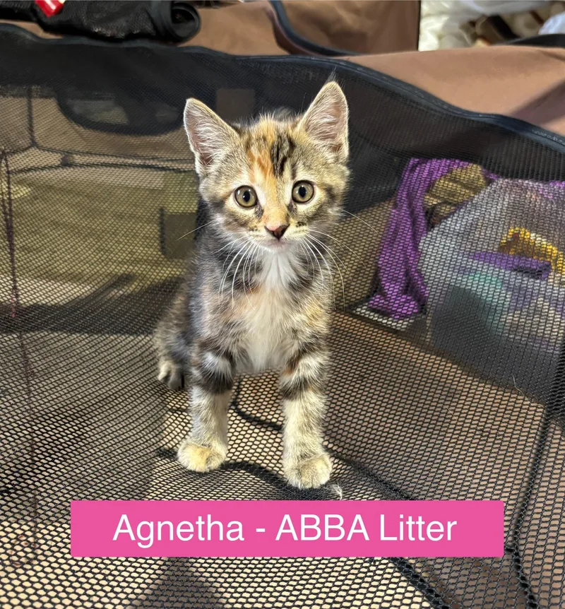 Agnetha  Abba Litter thumbnail 2