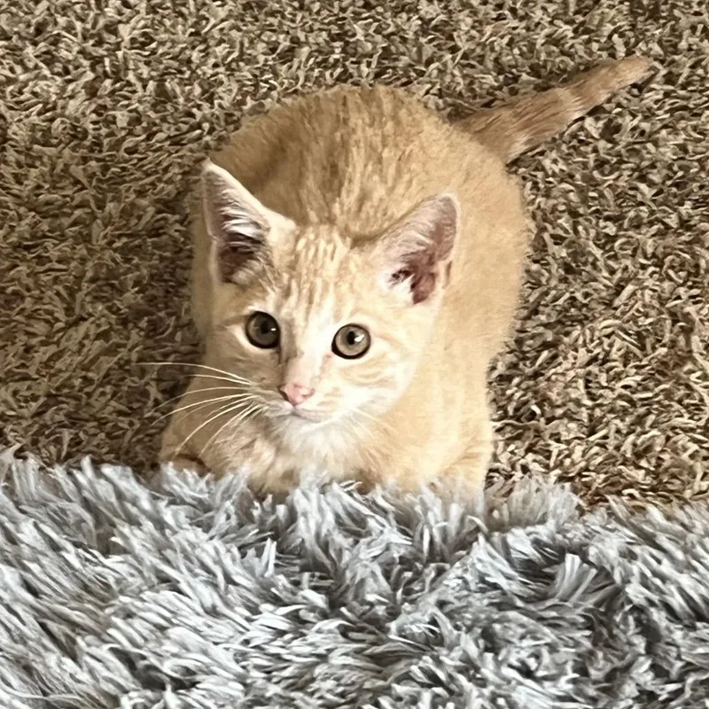 A baby small-sized male Orange / Red Domestic Short Hair cat named Princess Peach for adoption in Ferndale, WA