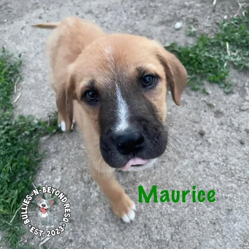 A baby large-sized male Mixed Breed dog named The M Litter: Maurice for adoption in Omaha, NE