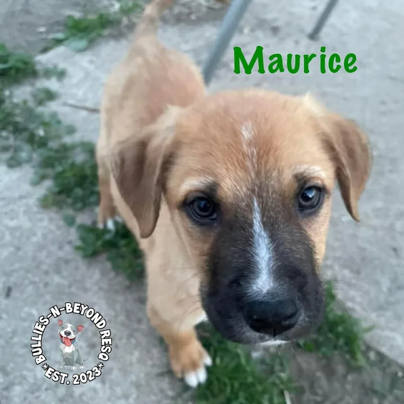 The M Litter: Maurice thumbnail 2