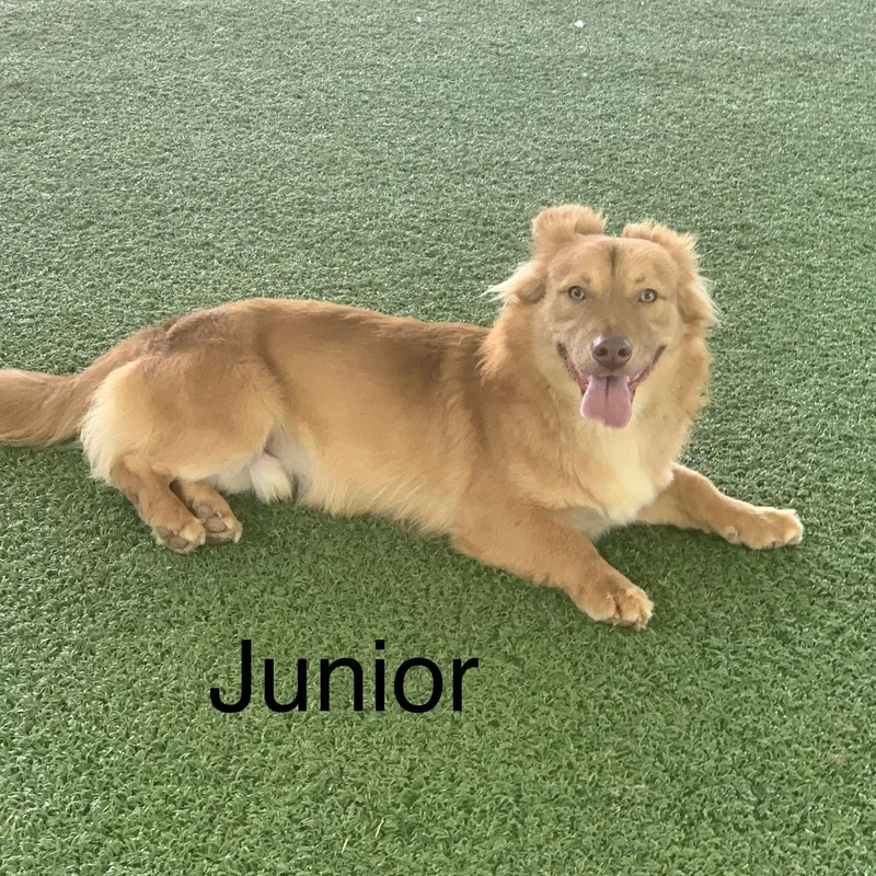 Junior