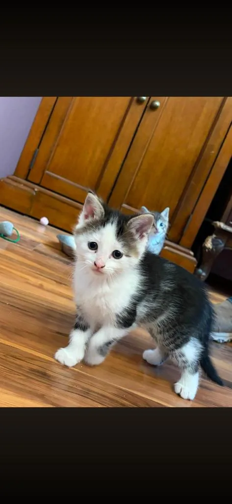 A baby medium-sized female White Domestic Short Hair cat named Dory for adoption in Kenhorst, PA
