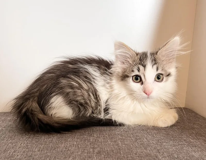 A baby small-sized female Gray & White Domestic Medium Hair cat named Maura for adoption in Rochester, IN
