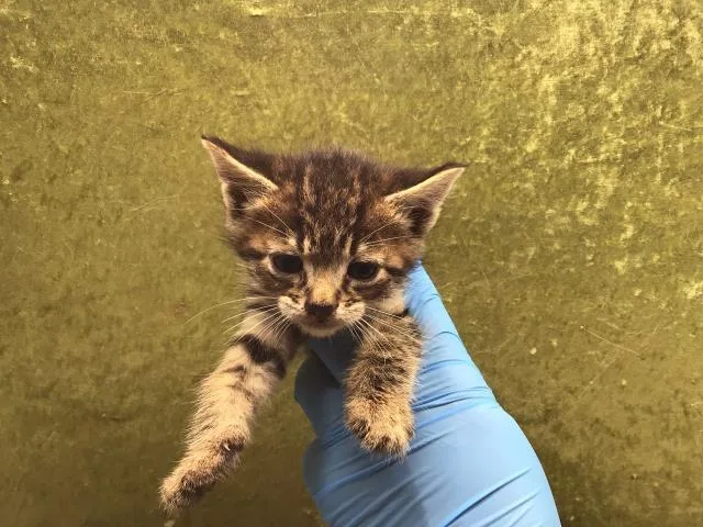 A baby small-sized male Domestic Short Hair cat named Tuna for adoption in Riverside, CA