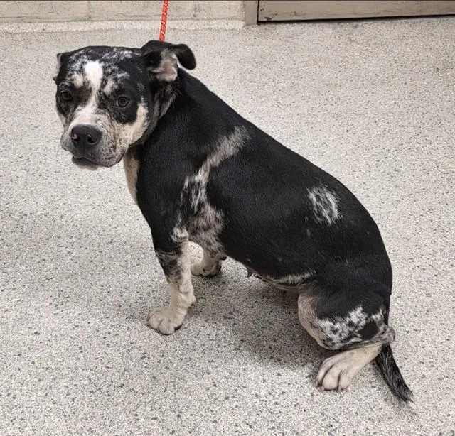 A young medium-sized female Pit Bull Terrier dog named Smiley Riley for adoption in Conroe, TX
