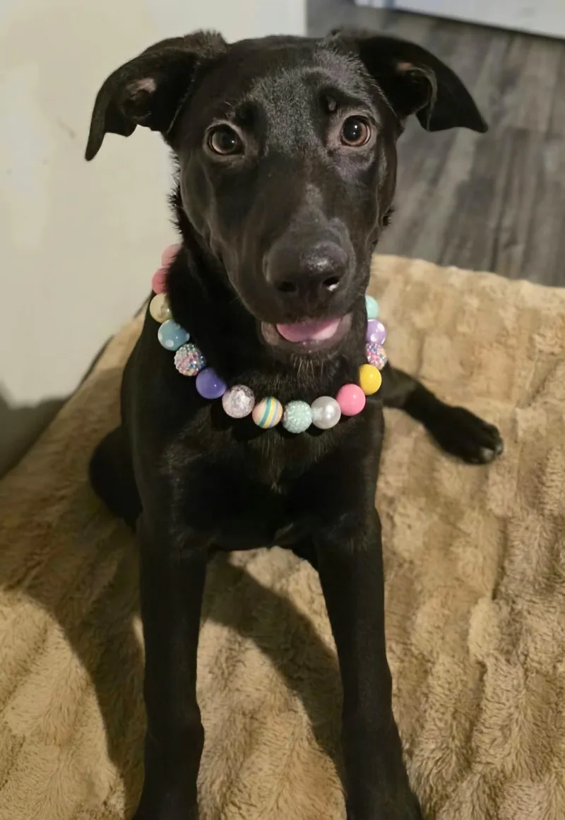 A young medium-sized female German Shepherd Dog dog named Molly for adoption in Melbourne , FL