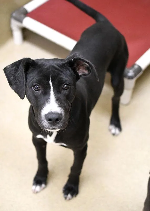 A young medium-sized male Pointer dog named Hairy Pawter for adoption in Monroe, GA