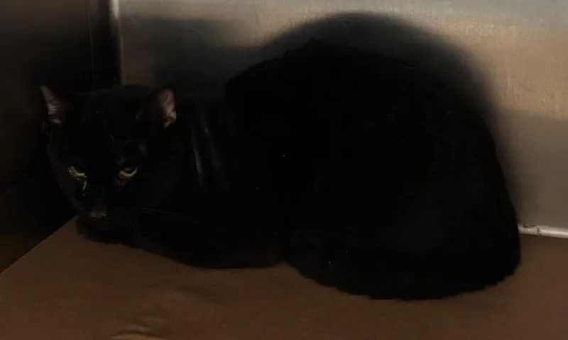 A young large-sized male Domestic Short Hair cat named Pumpkin for adoption in Cartersville , GA
