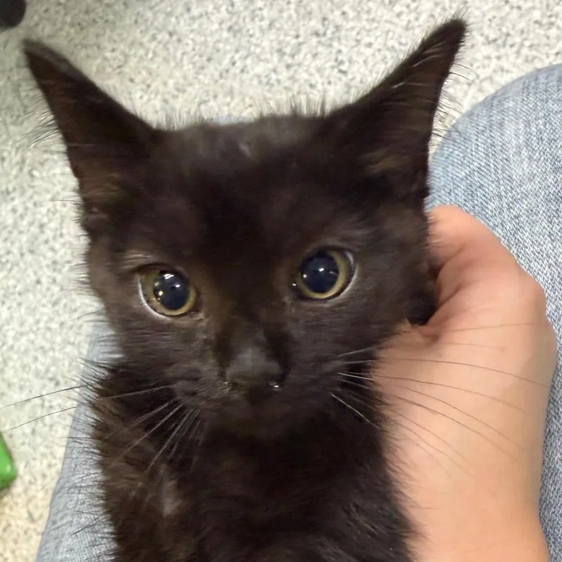 A baby small-sized male Black Domestic Short Hair cat named Rumble for adoption in Beckley, WV