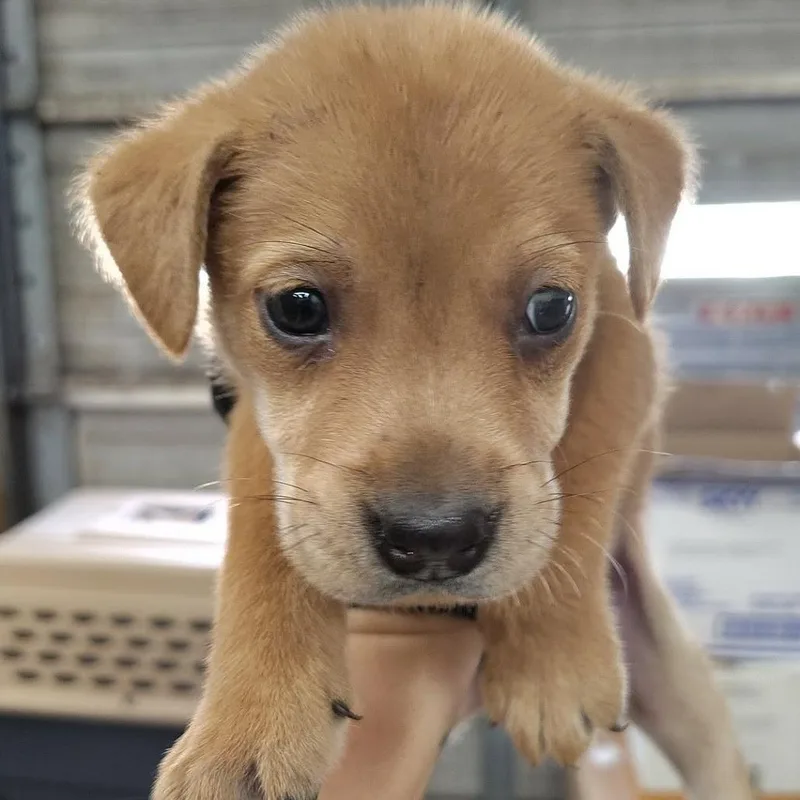 A baby medium-sized male Apricot / Beige Black Mouth Cur dog named Neville for adoption in Beulaville, NC