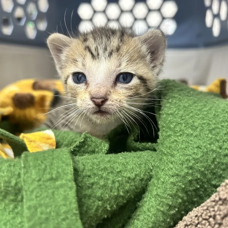 A baby small-sized male Gray / Blue / Silver Domestic Short Hair cat named Rain for adoption in Huntsville, AL