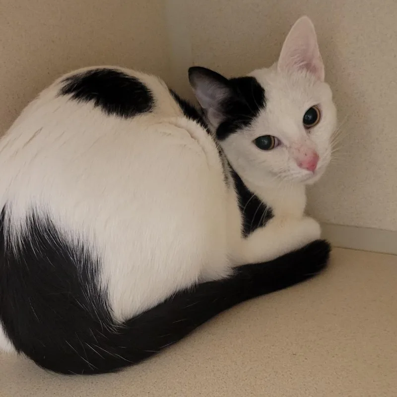 A young medium-sized male White Domestic Short Hair cat named Macaroni Salad for adoption in Wheeling, IL