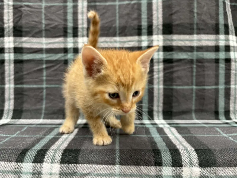 Leprechaun thumbnail 3