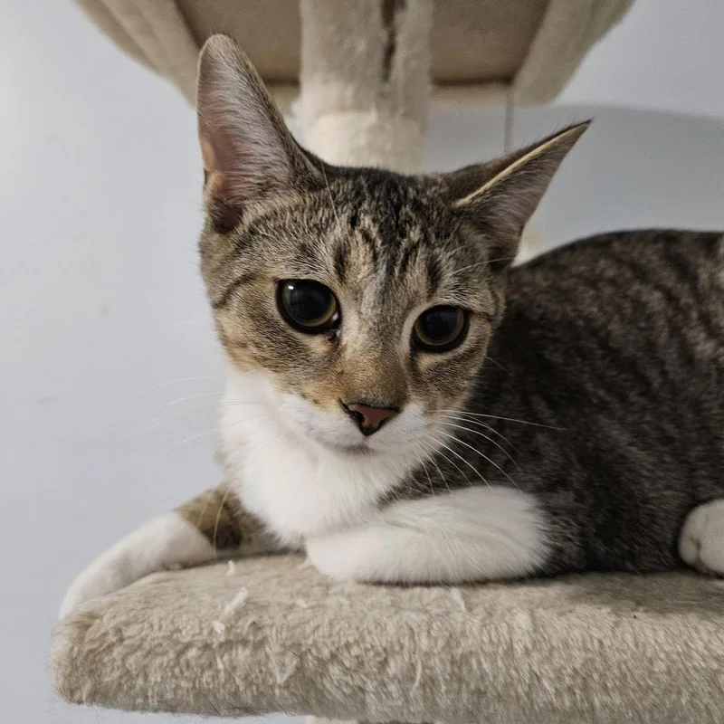 King Louie thumbnail 2