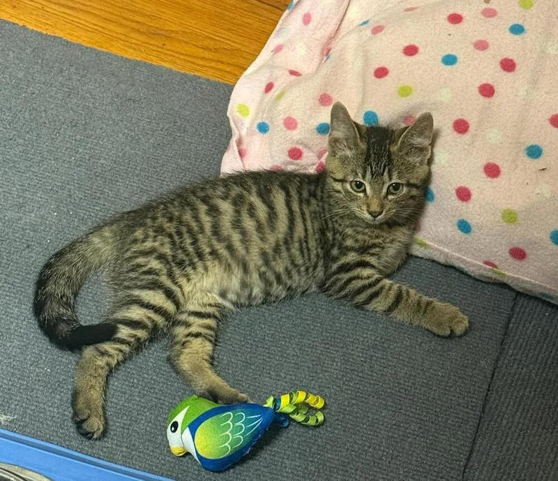 A baby small-sized male Brown / Chocolate Domestic Short Hair cat named Kenny for adoption in Breinigsville, PA