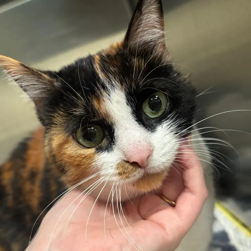A senior medium-sized female Calico Domestic Short Hair cat named Callie C for adoption in Napoleon, OH