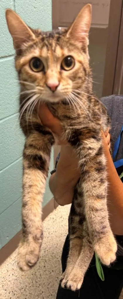 Piper