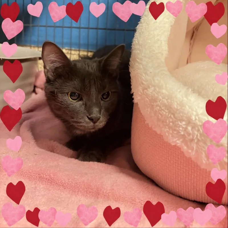An adult medium-sized female Gray / Blue / Silver Domestic Short Hair cat named Garnet for adoption in Tempe, AZ