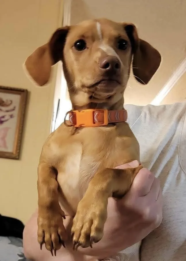 A baby medium-sized male Tricolor (Brown, Black, & White) Dachshund dog named Churro for adoption in Pottstown, PA