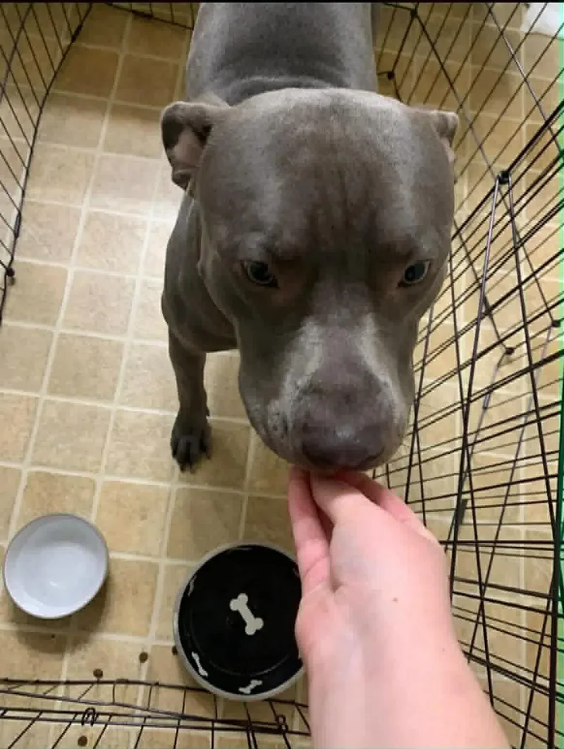 An adult medium-sized male Pit Bull Terrier dog named Wino for adoption in Germantown, OH