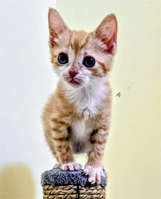 A baby small-sized female Domestic Short Hair cat named Tabitha for adoption in Statesville, NC