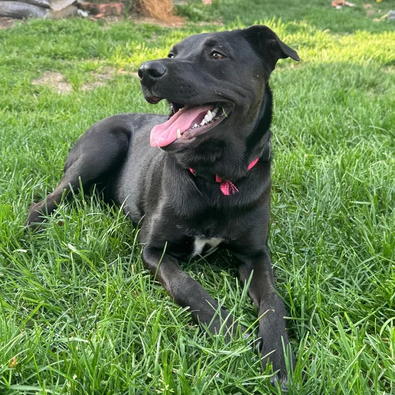 A baby medium-sized female Black Labrador Retriever dog named Panky for adoption in Baldwin, MD