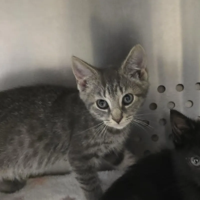 A baby medium-sized male Tabby (Gray / Blue / Silver) Domestic Short Hair cat named Linus for adoption in Orange, VA