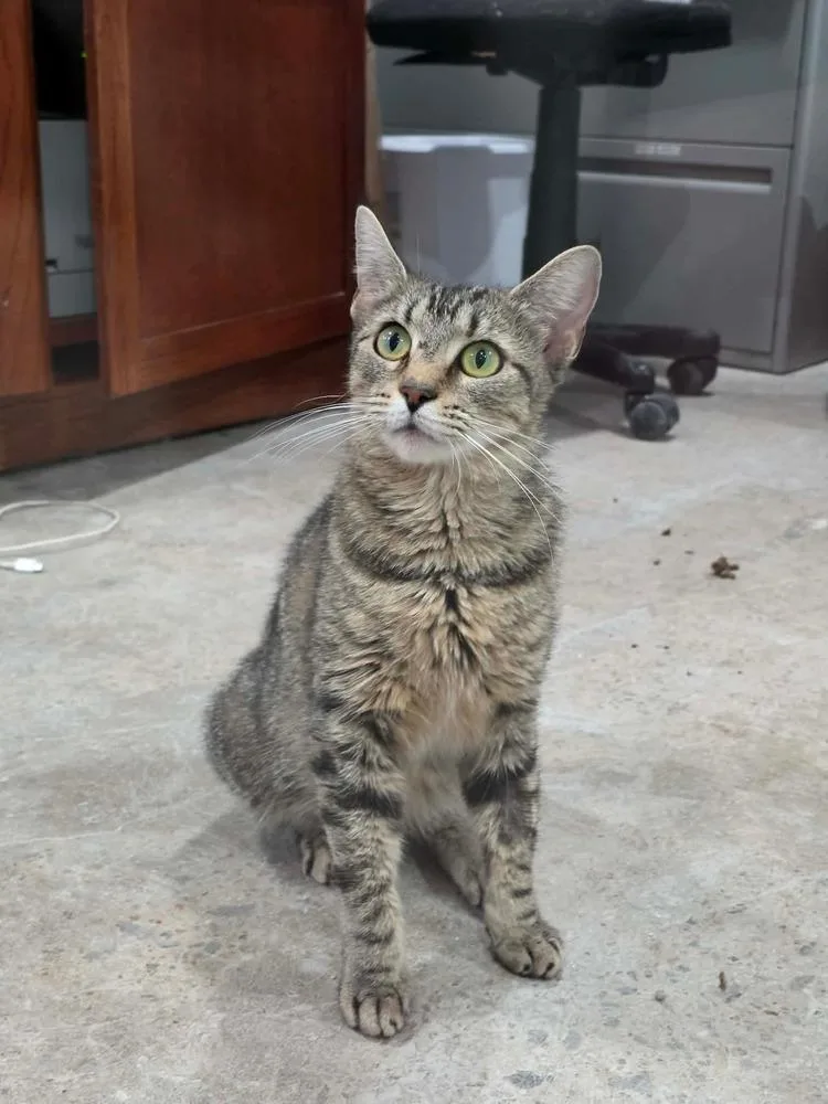 An adult medium-sized female Domestic Short Hair cat named Pickle Patty for adoption in Lewisburg, TN