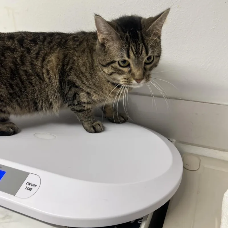 An adult medium-sized female Brown / Chocolate Domestic Short Hair cat named Milk Dud for adoption in Edwardsville, IL