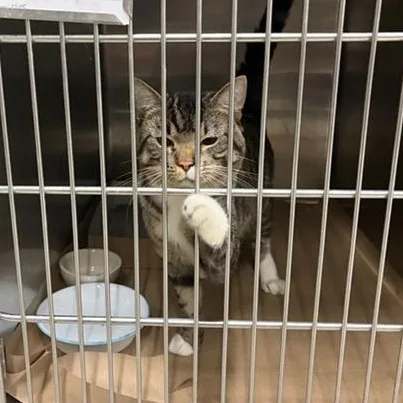 An adult medium-sized male Domestic Short Hair cat named Milo for adoption in Urbana, IL