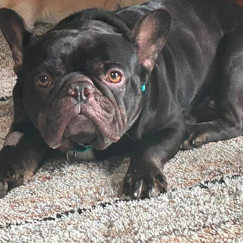 Gotti