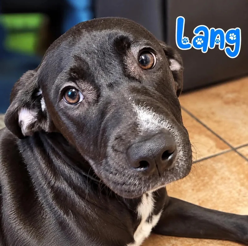 A young medium-sized female Labrador Retriever dog named Lang for adoption in Rock Hill, NY