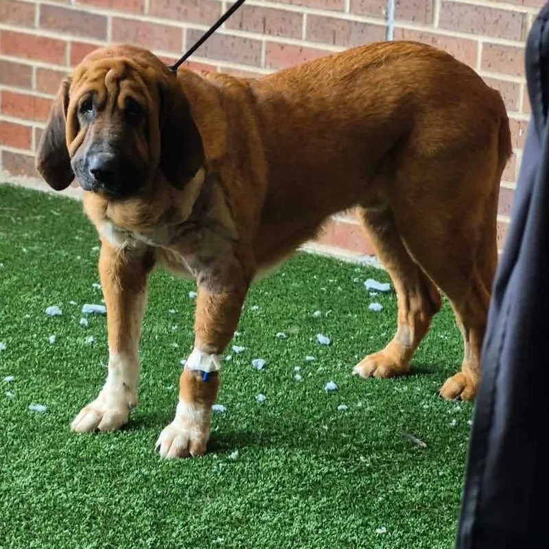 An adult large-sized male Golden Coonhound dog named Red Rover for adoption in Spring Hill, KS