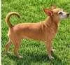 An adult small-sized female Yellow / Tan / Blond / Fawn Chiweenie dog named Lola for adoption in Sudbury, MA