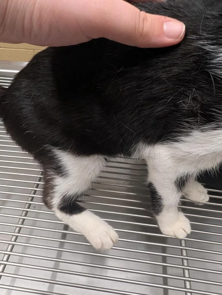 A young small-sized female Domestic Short Hair cat named Romani for adoption in Douglasville, GA